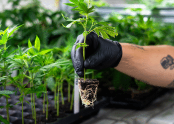 Die richtige Wahl treffen: Worauf Sie beim Stecklinge kaufen achten sollten