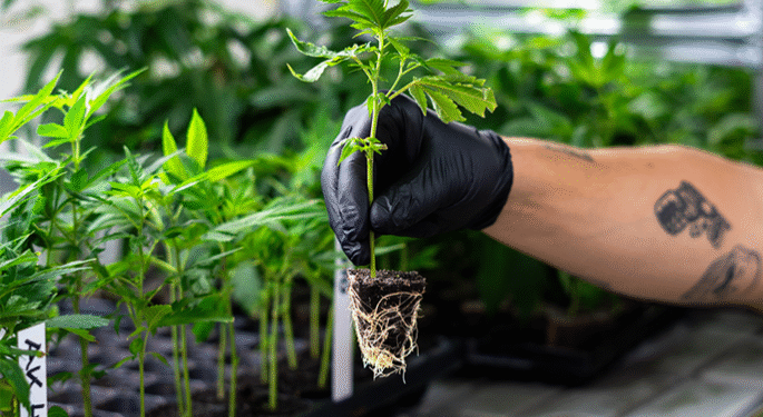 Die richtige Wahl treffen: Worauf Sie beim Stecklinge kaufen achten sollten